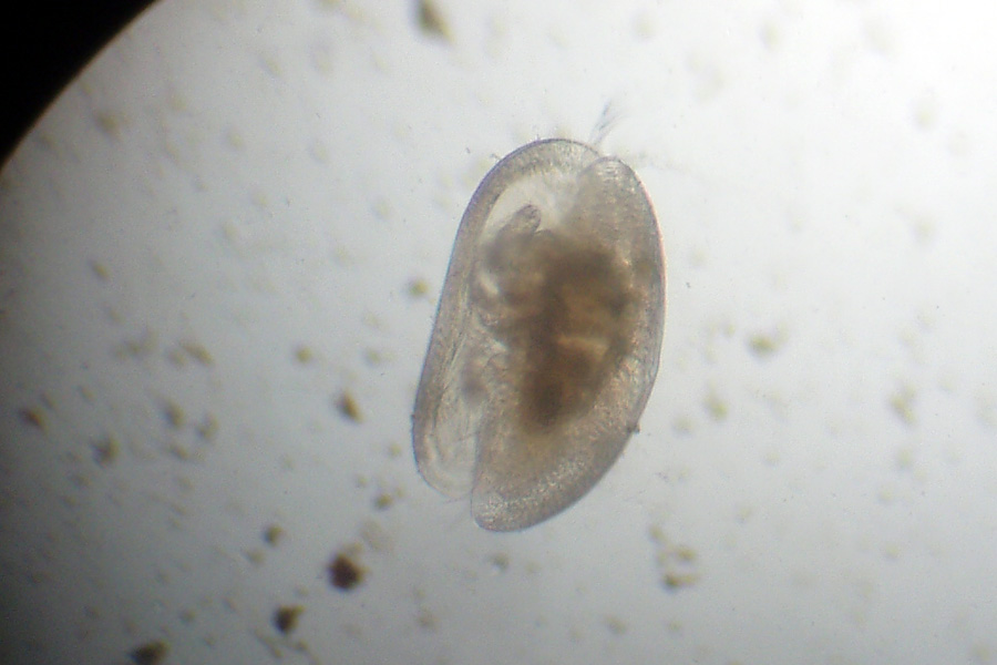 Invito all'' OSTRACODE